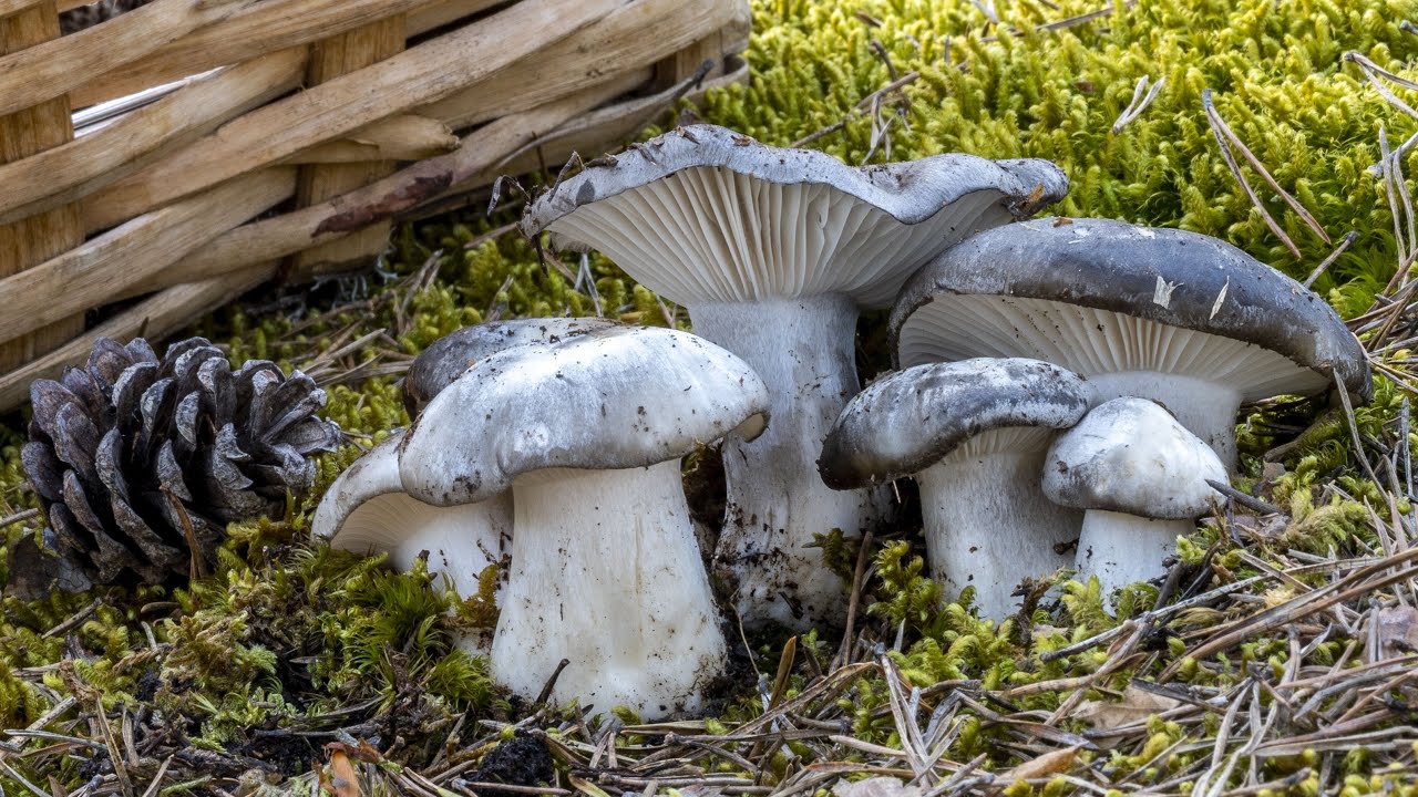 Funghi dormienti con clima secco