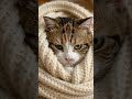 cat meow gopgop