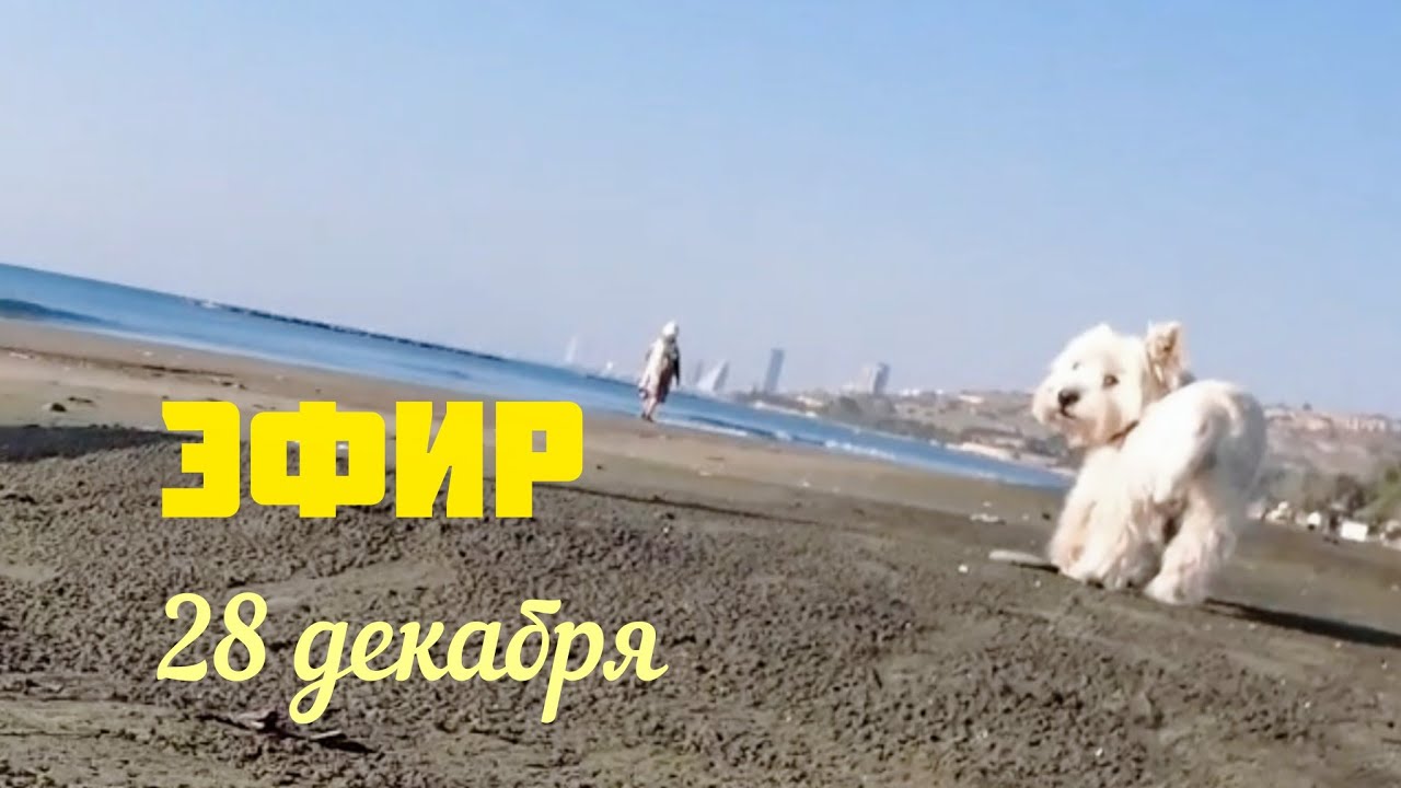 ⁣Утренняя прогулка с собачкой. Наблюдаем за морем. #общаемся #пляж #собака #кошки