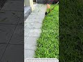 Perfect Lawn Edging Using a String Trimmer