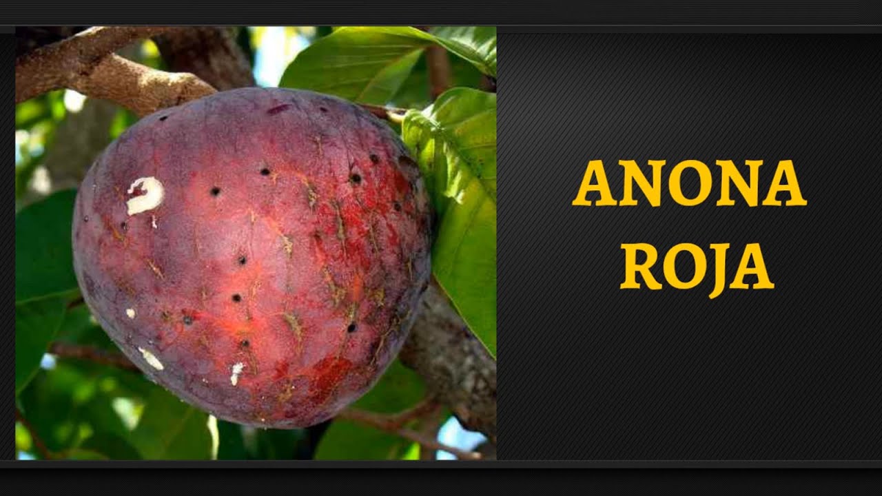 Propiedades y Beneficios de la Anona Rosada o Roja YouTube