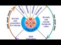 cell cycle and cell division