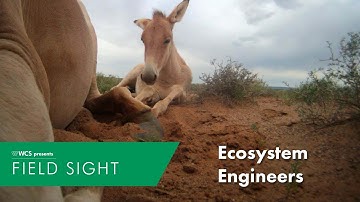 Ecosystem Engineers: Khulan