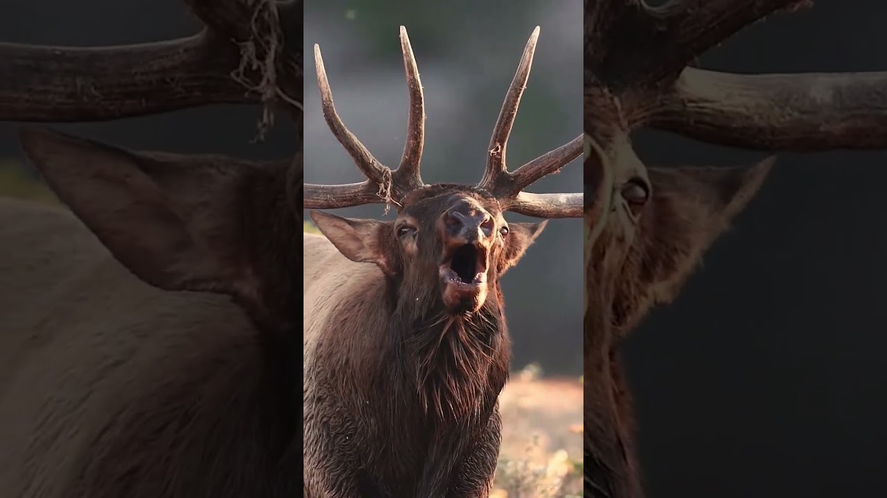 #elk