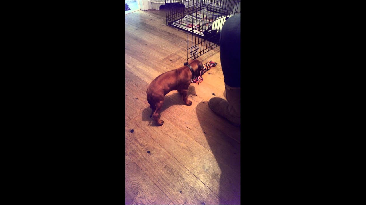 8 Week Old Rhodesian Ridgeback Puppy - YouTube