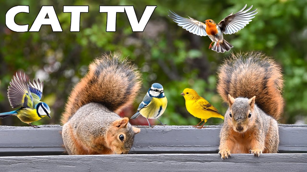 Телевизор 4K для кошек 📺😸 Щебетание птичек и поедание белок 🐿🦜 Развлеките своих кошек, пока вас н...