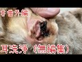 ♯番外編　耳洗浄（無編集）