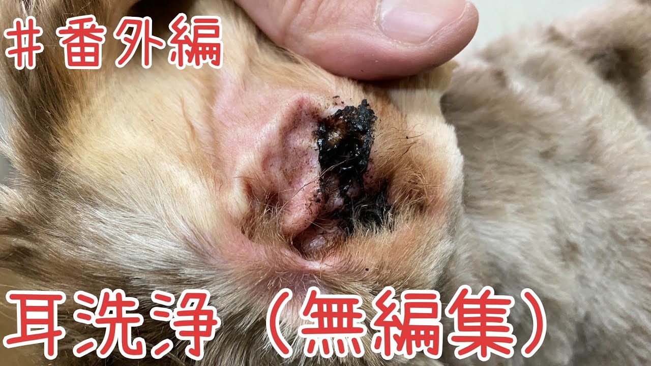 ♯番外編　耳洗浄（無編集）