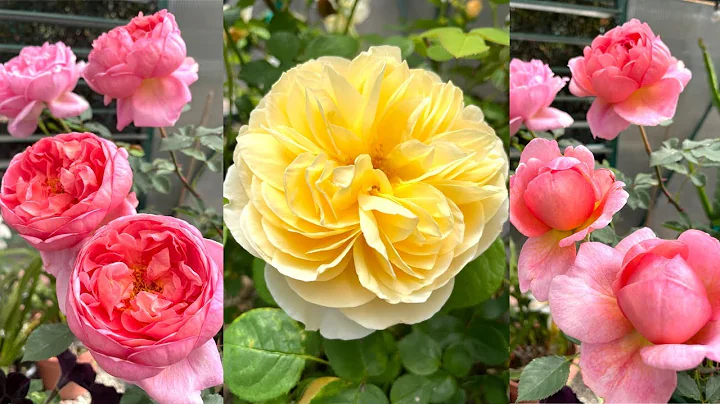 My Beautiful David Austin Roses Are Blooming!