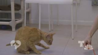 News 4 New York: Clear The Shelters Promo