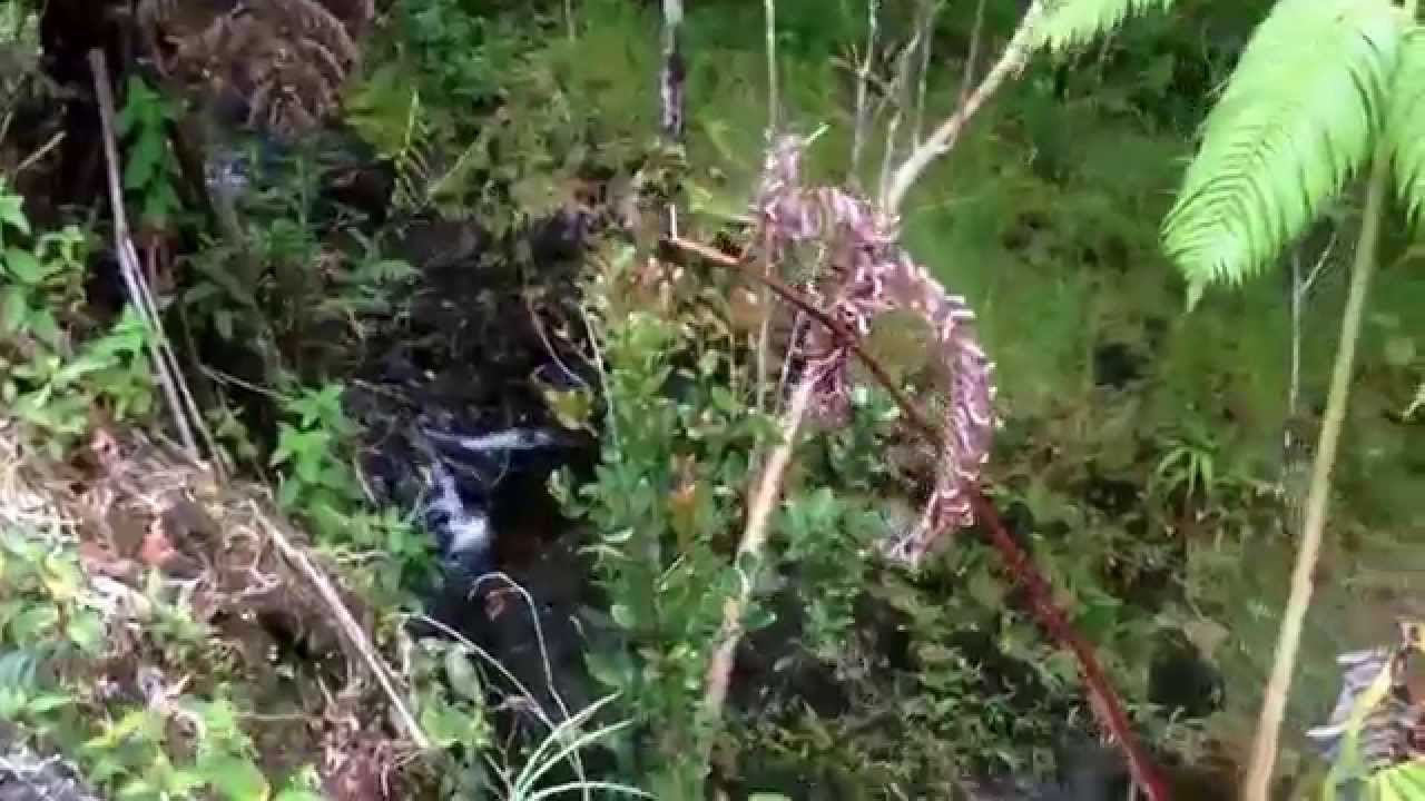 Waiakea Uka 130 Acres 3 YouTube