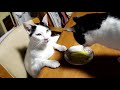 テーブルの上のたくあんとねこ