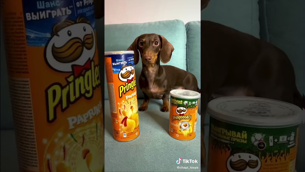 Как нарисовать чипитосиков