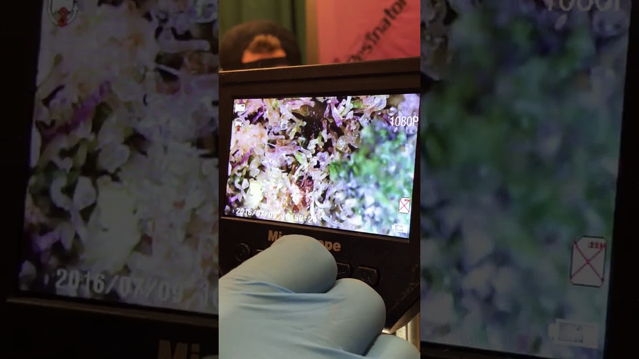 Trimbag Buds under the scope!