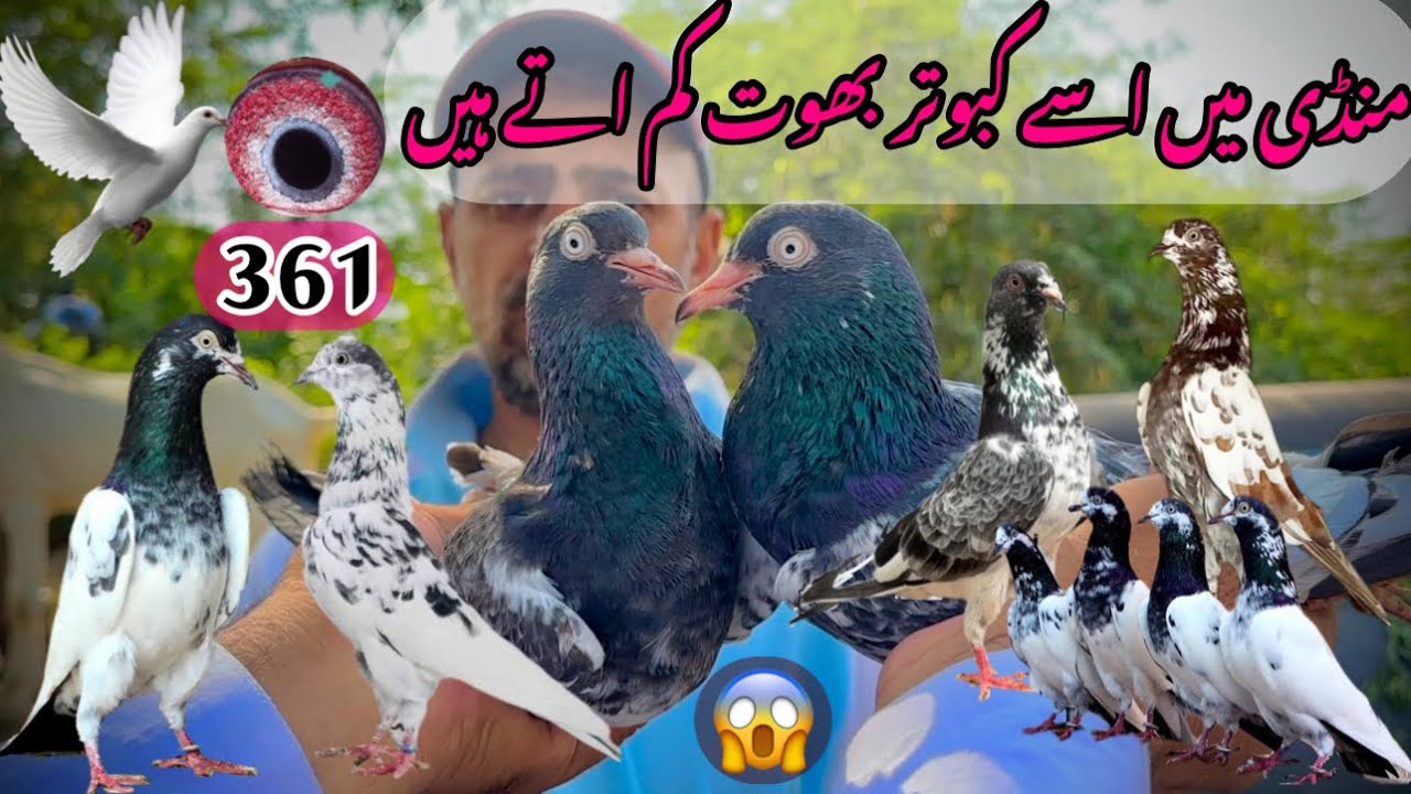 361) Lahore lari ada kabootar mandi || کبوتر منڈی || #amjadaliofficial #pigeon #kabootarbazi #birds