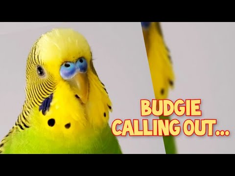 Budgie sound when call other budgie