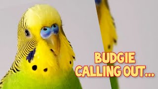 Budgie sound when call other budgie