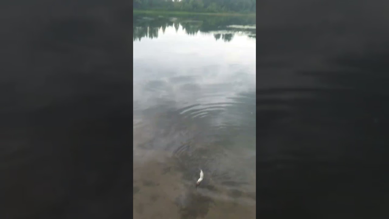 купил спиннинг, Kaida,,ультра лайт.