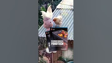 Don’t ask which came first, chicken or egg