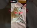 寝てる柴犬におやつをあげたら… #shorts #柴犬