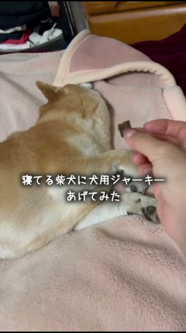 寝てる柴犬におやつをあげたら… #shorts #柴犬