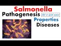 Salmonella typhi microbiology | pathogenesis, infection, disease, treatment