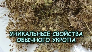 УНИКАЛЬНЫЕ СВОЙСТВА ОБЫЧНОГО УКРОПА УНИКАЛЬНЫЕ СВОЙСТВА ОБЫЧНОГО УКРОПА