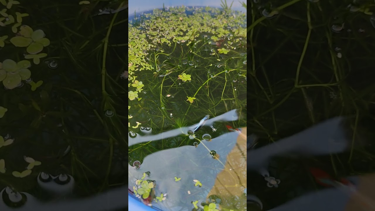 DIY Mini Pond | Beautiful Mini Pond | Small Water Garden | Relaxing Vibes 