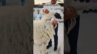 كبش فحل ب10 الف دولار #مواشي #عبدالله_الطيب #اغنام