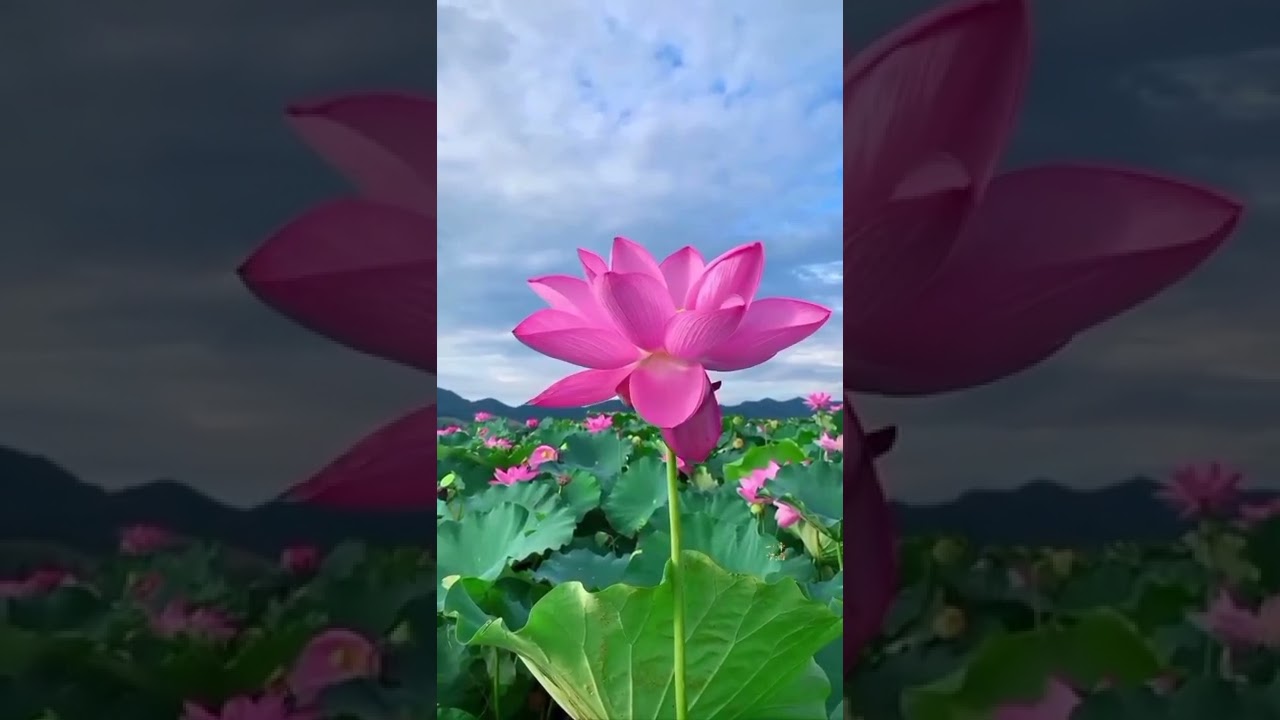 lotus flower flowering 