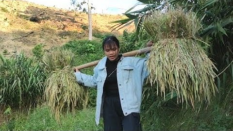 Cói Lalin Đi Gánh Lúa Cho Nhà Bố Mẹ -Cuộc Sống Miền Núi