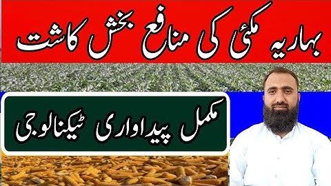 Profitable Spring Maize Cultivation Guidelines || Bilal Kanju Official