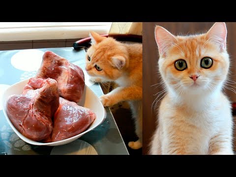 🦁🥩-homemade-natural-cat-food-|-what-do-my-cats-eat?-how-to-cook-food-for-cats?