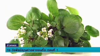 10 วัชพืชมีคุณค่าอย่าถอนทิ้ง ตอนที่ 1 - Springnews