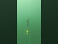 Free immersion 20m (FIM)