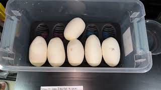 We Got A NEW Clutch Of Ball Python Eggs!