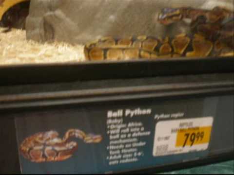 Ball pyton, red tail boa, spiny tail iguannas, and box turtles