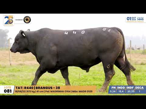 LOTE 081 R440 BRANGUS Santa Tereza, 01 de Outubro 2024 Prod:Agência El Campo