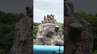 June-July ある日のサル山　#がんばれパンチ　#punchthemonkey