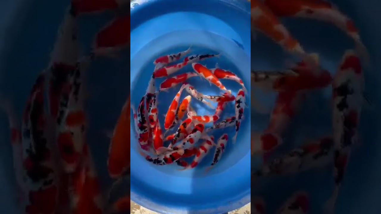 Mix Tateshita Kohaku, Tateshita Sanke , Tancho Showa , Tancho Sanke size 18-28 cm - 