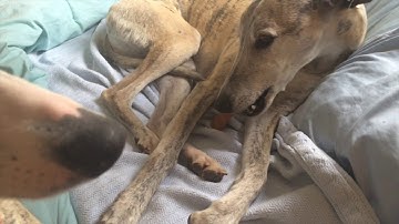 Resource guarding body language