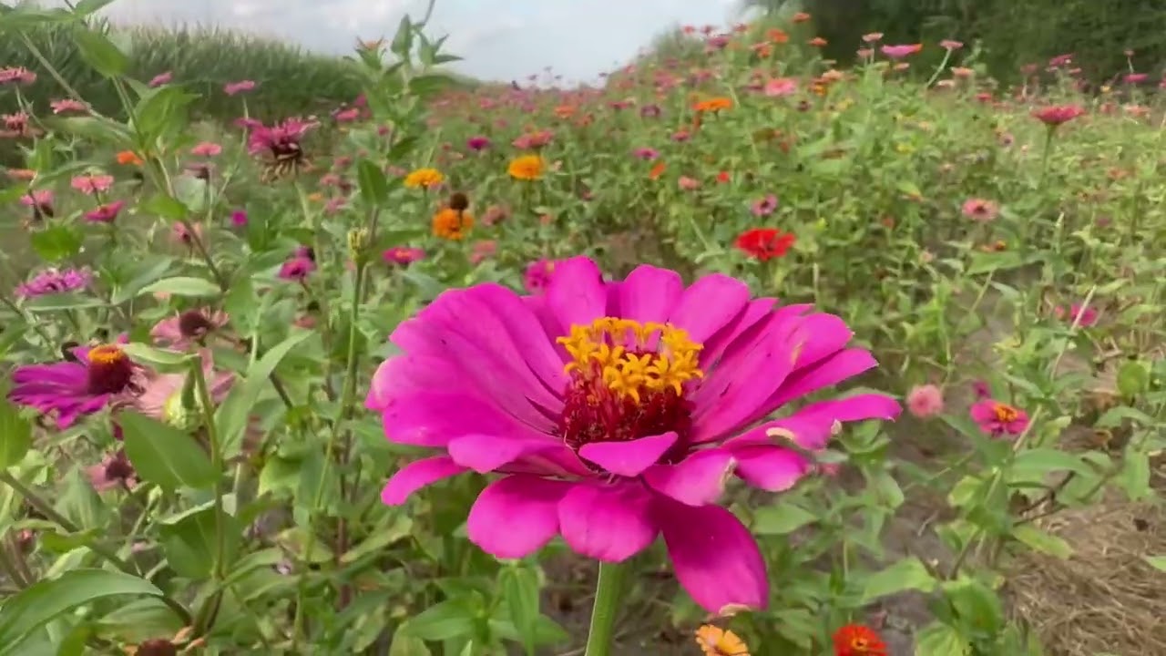 The Corn Maze Donna Texas