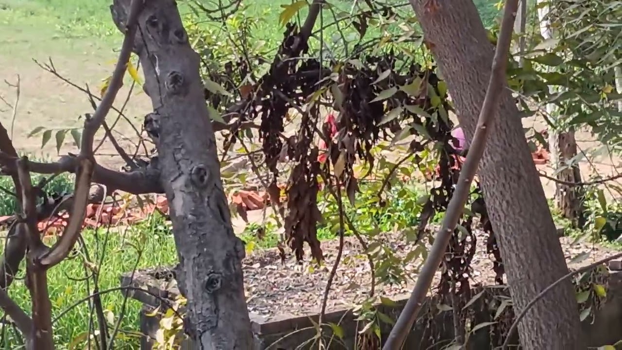 यह मेरा गांव है 💐🪴🌲🌳🌴 Mera gaon Hai doston long video 🙏🙏✅आप लोग जरुर देखे 