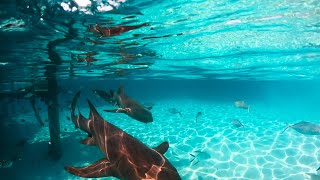 Immortal Animals That Defy Death 🐙🐢