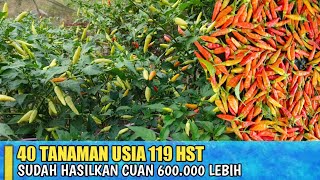 THE HARVEST OF CHILI FROM A NARROW LAND IS ALREADY MORE THAN 600 THOUSAND PLANTS