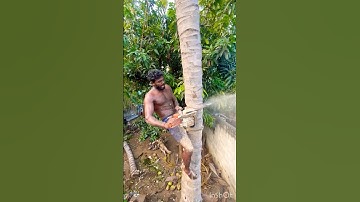 Tree cutting channel |top tree cutter Tamilnadu 8248851253