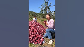 Harvesting Lots of Sweet Apple 🍎🍎 Fruit from Farm 👍 #shorts #apple #youtubeshorts
