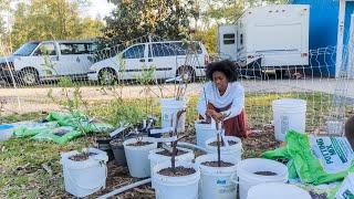 I ordered MORE fruit trees TY TY Nursery Unboxing and Up potting Vlog