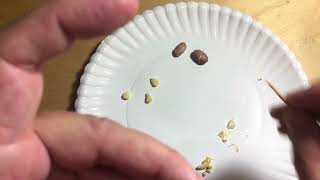 Corn and bean seed dissection
