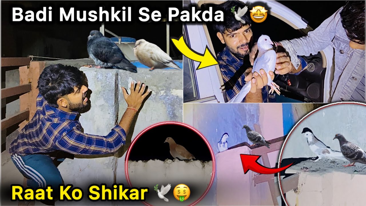 Raat ko Safed Kabutar Pakda 🤑 || Subscriber k Ghar Pakdne Gaye Pigeon 🕊️ || Kaise pakdu 🙄